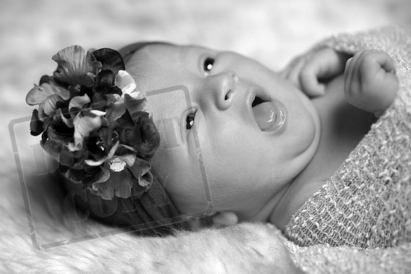 IMG_3740bw