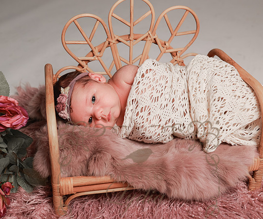 Willa-61