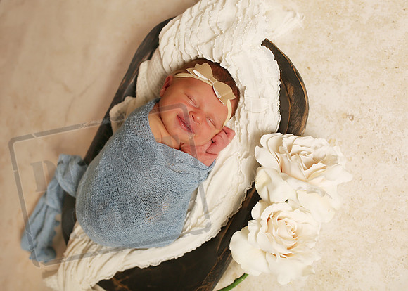 Harper (4)